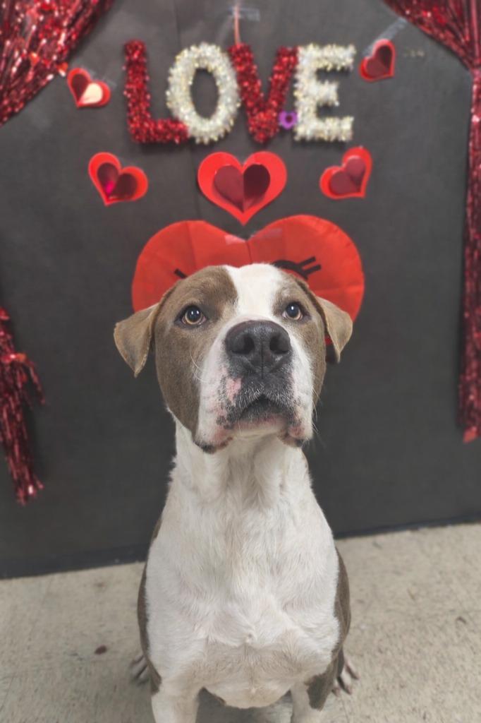 Pork Chop-Adoptable, Adoptable, Adult Male Pit Bull Terrier.