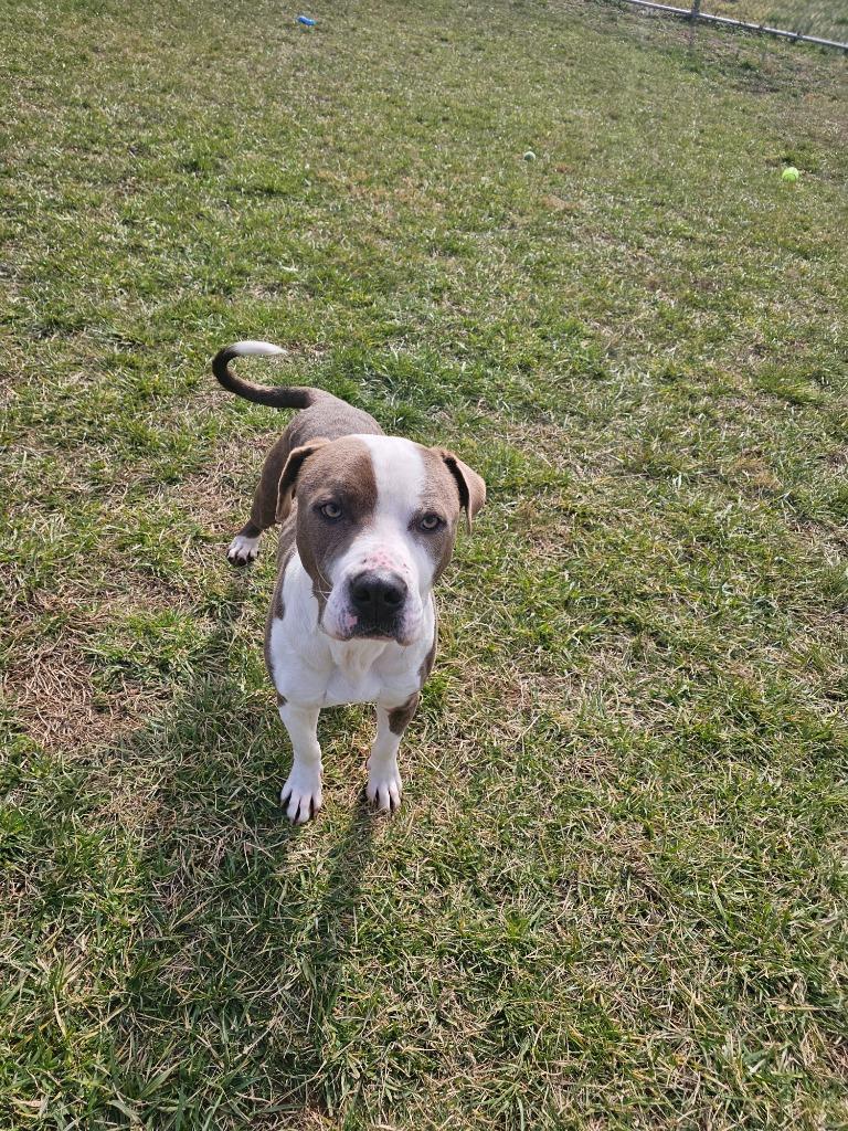Pork Chop-Adoptable, a Adoptable Pit Bull Terrier in Chickamauga , GA image 3/4