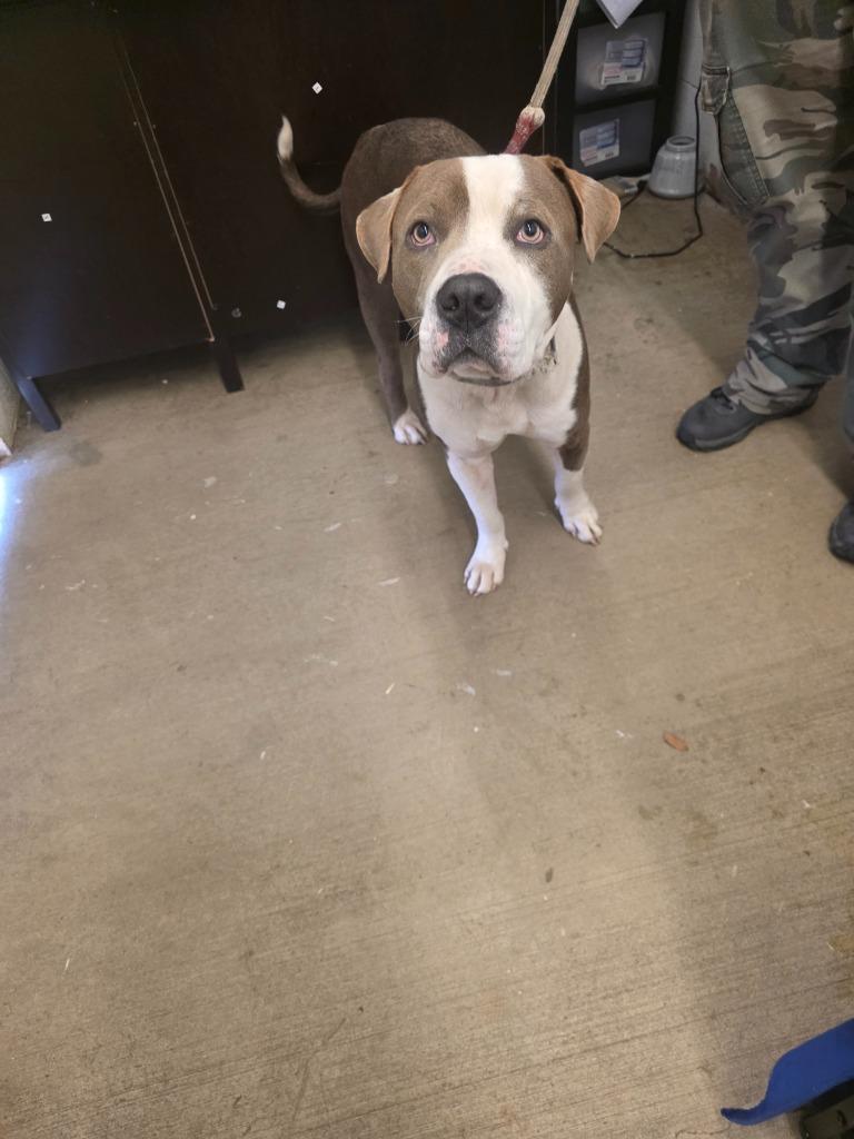 Enlarge Pork Chop-Adoptable Awaiting S/N, a Adoptable Pit Bull Terrier in Chickamauga , GA image 1/1