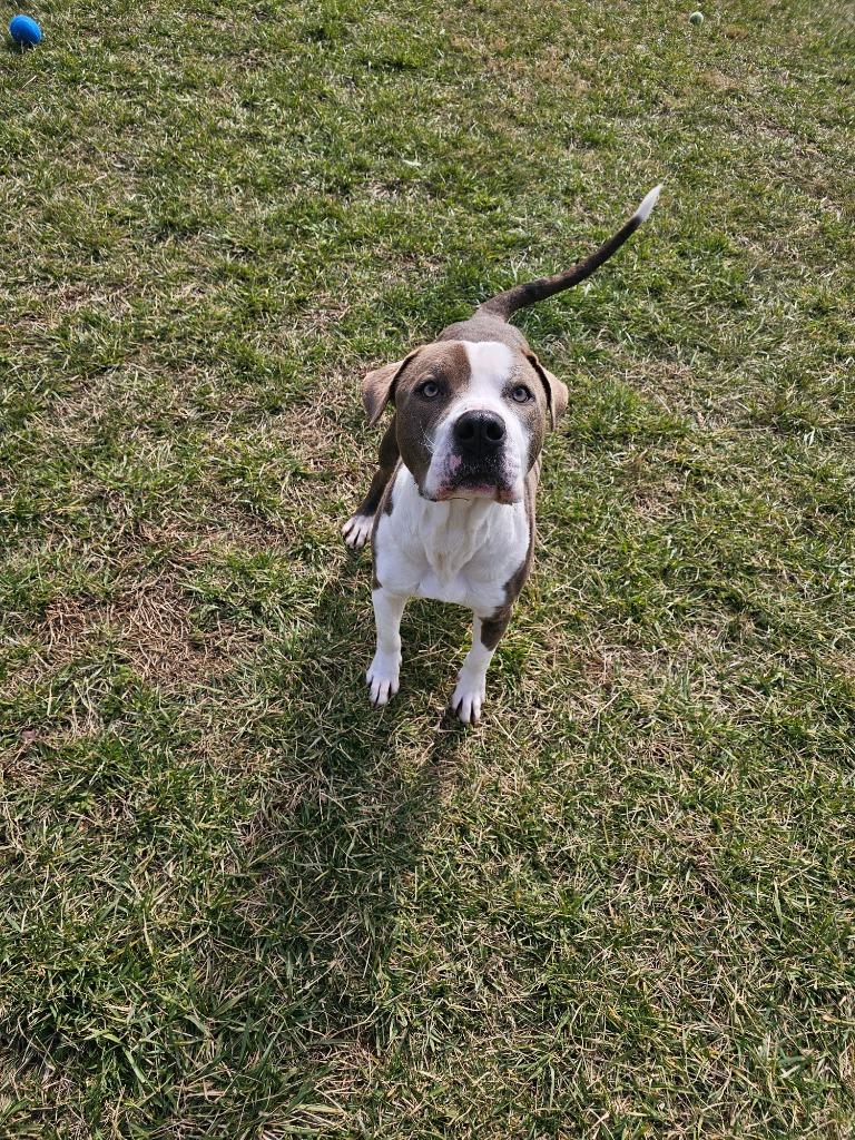 Pork Chop-Adoptable, a Adoptable Pit Bull Terrier in Chickamauga , GA image 4/4