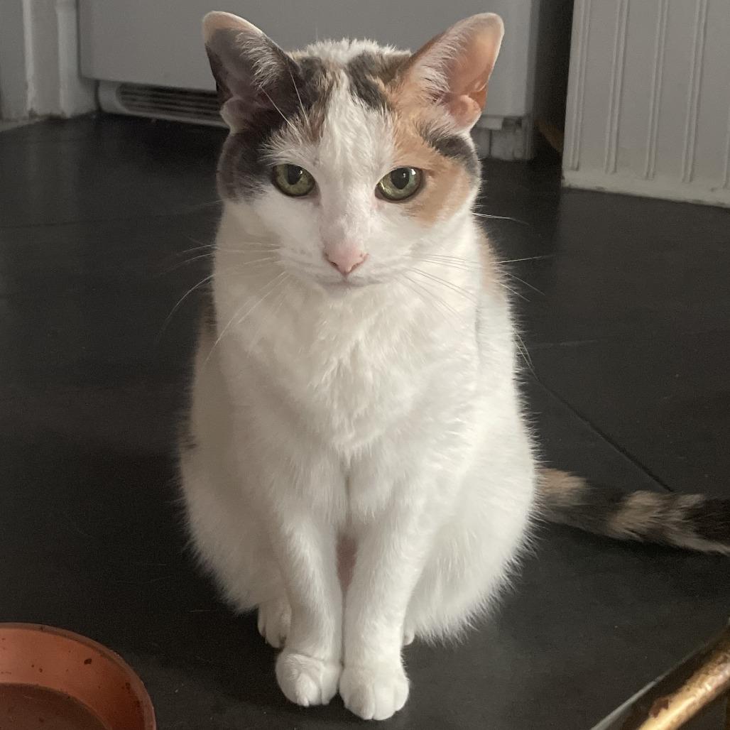 Enlarge Lady Windermere, a Adoptable Domestic Short Hair in St. Louis, MO image 2/6