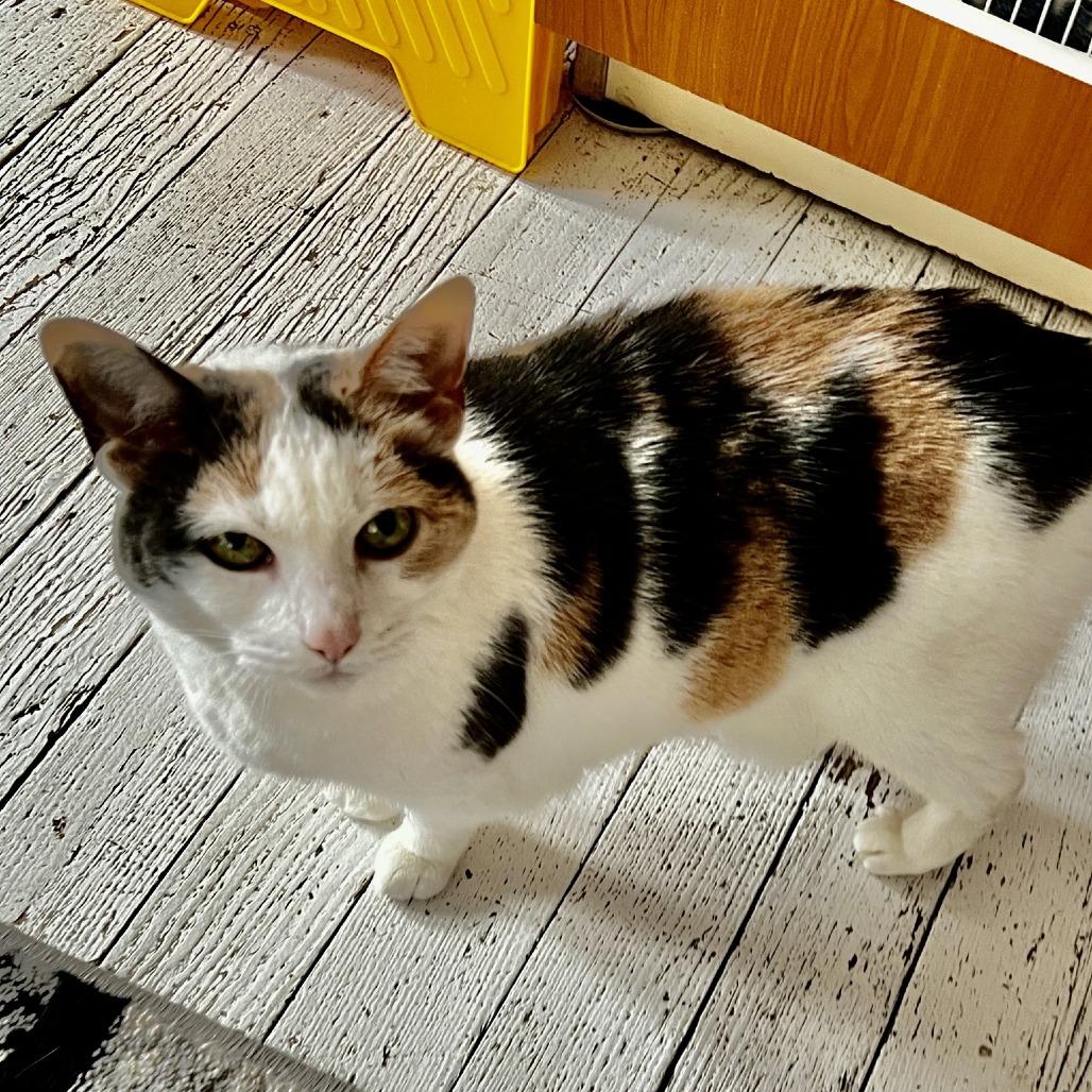 Enlarge Lady Windermere, a Adoptable Domestic Short Hair in St. Louis, MO image 3/6