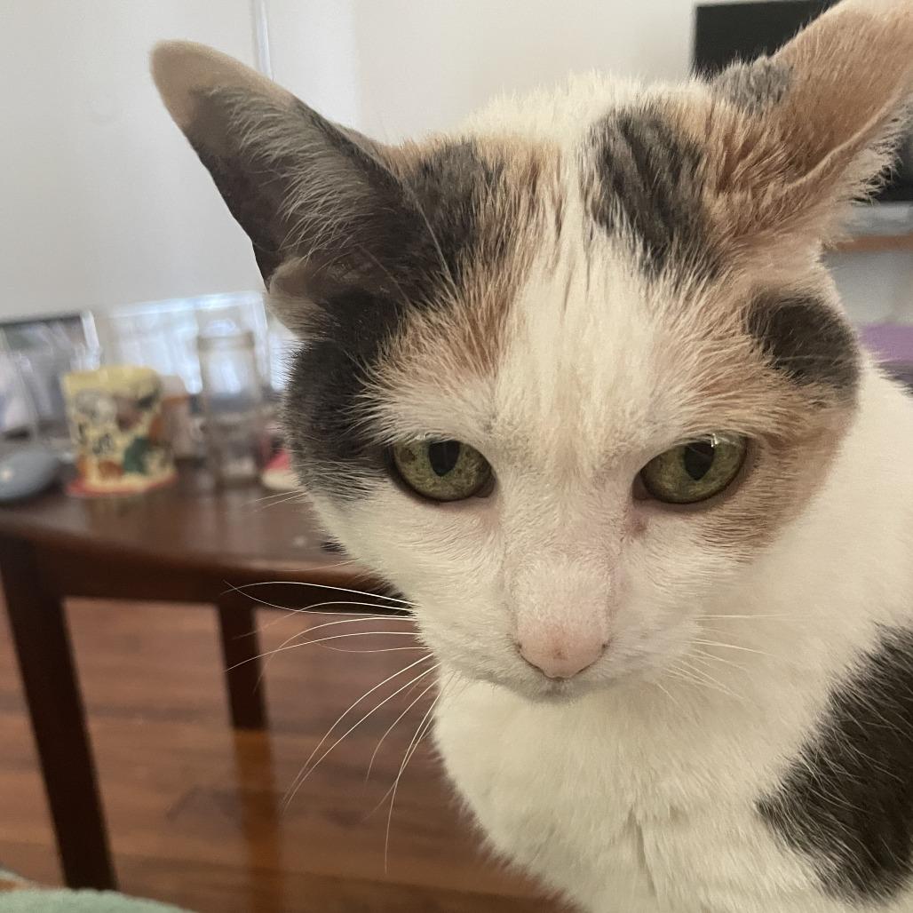 Enlarge Lady Windermere, a Adoptable Domestic Short Hair in St. Louis, MO image 4/6