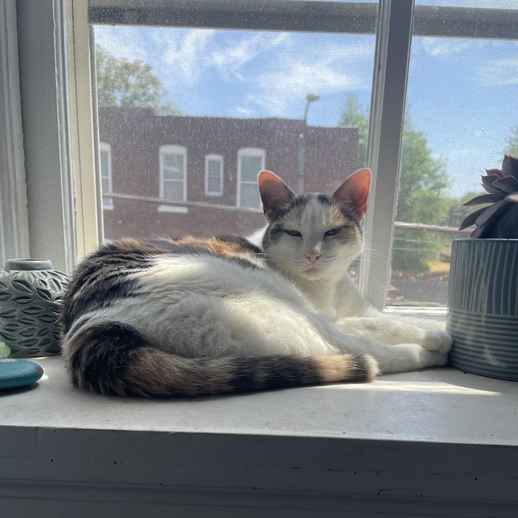 Enlarge Lady Windermere, a Adoptable Domestic Short Hair in St. Louis, MO image 5/6