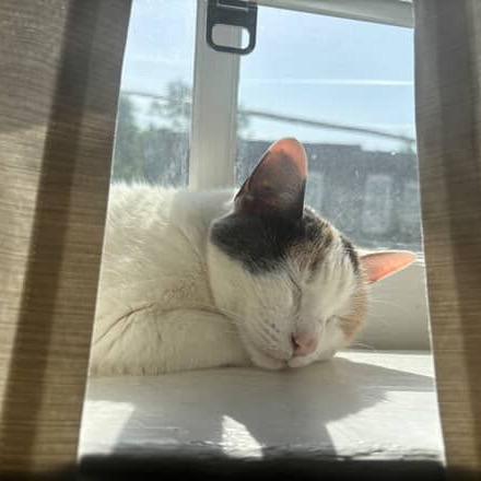 Enlarge Lady Windermere, a Adoptable Domestic Short Hair in St. Louis, MO image 6/6