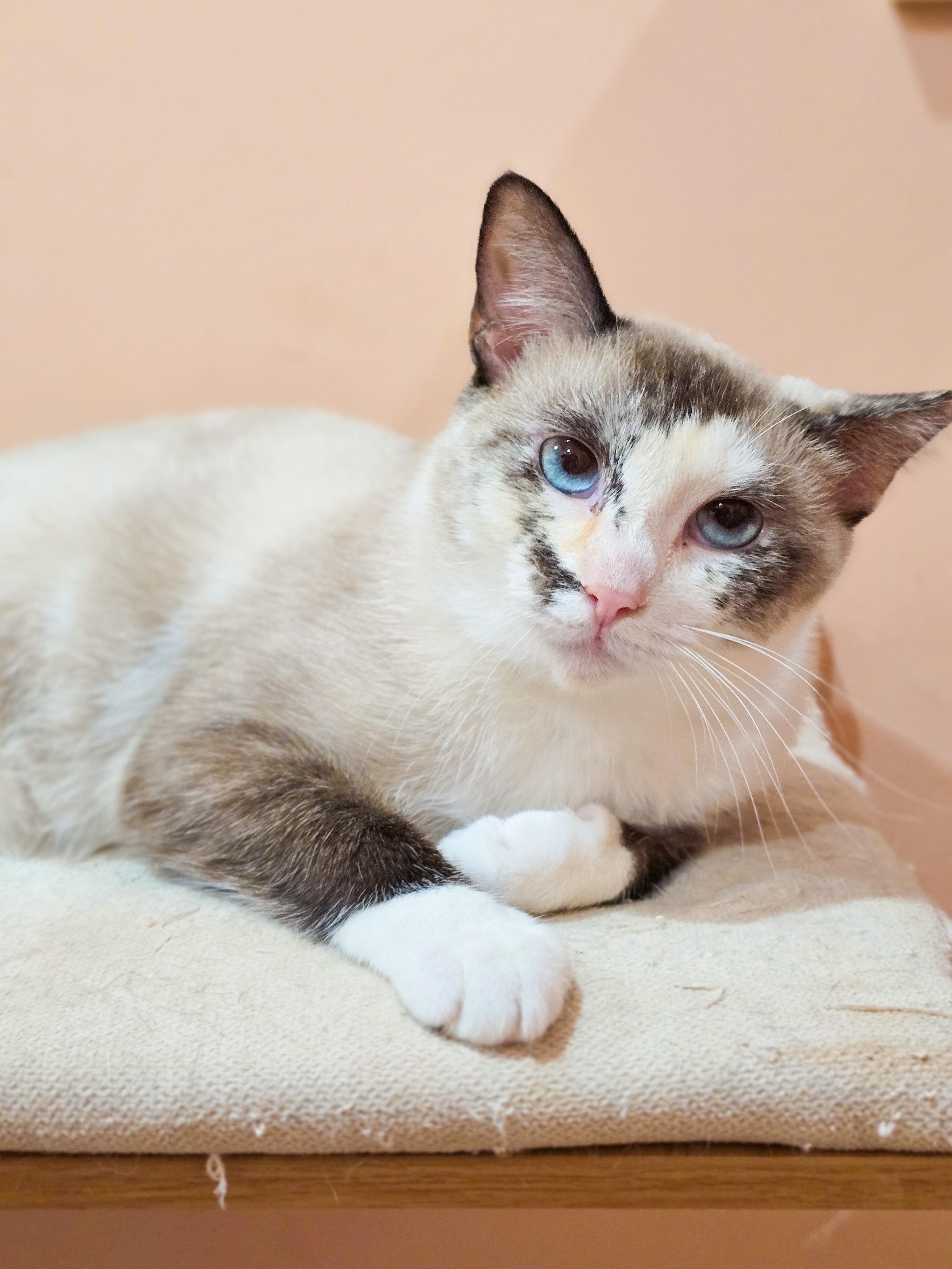 Meadow, a Adoptable mixed breed in Mullica Hill, NJ image 3/4