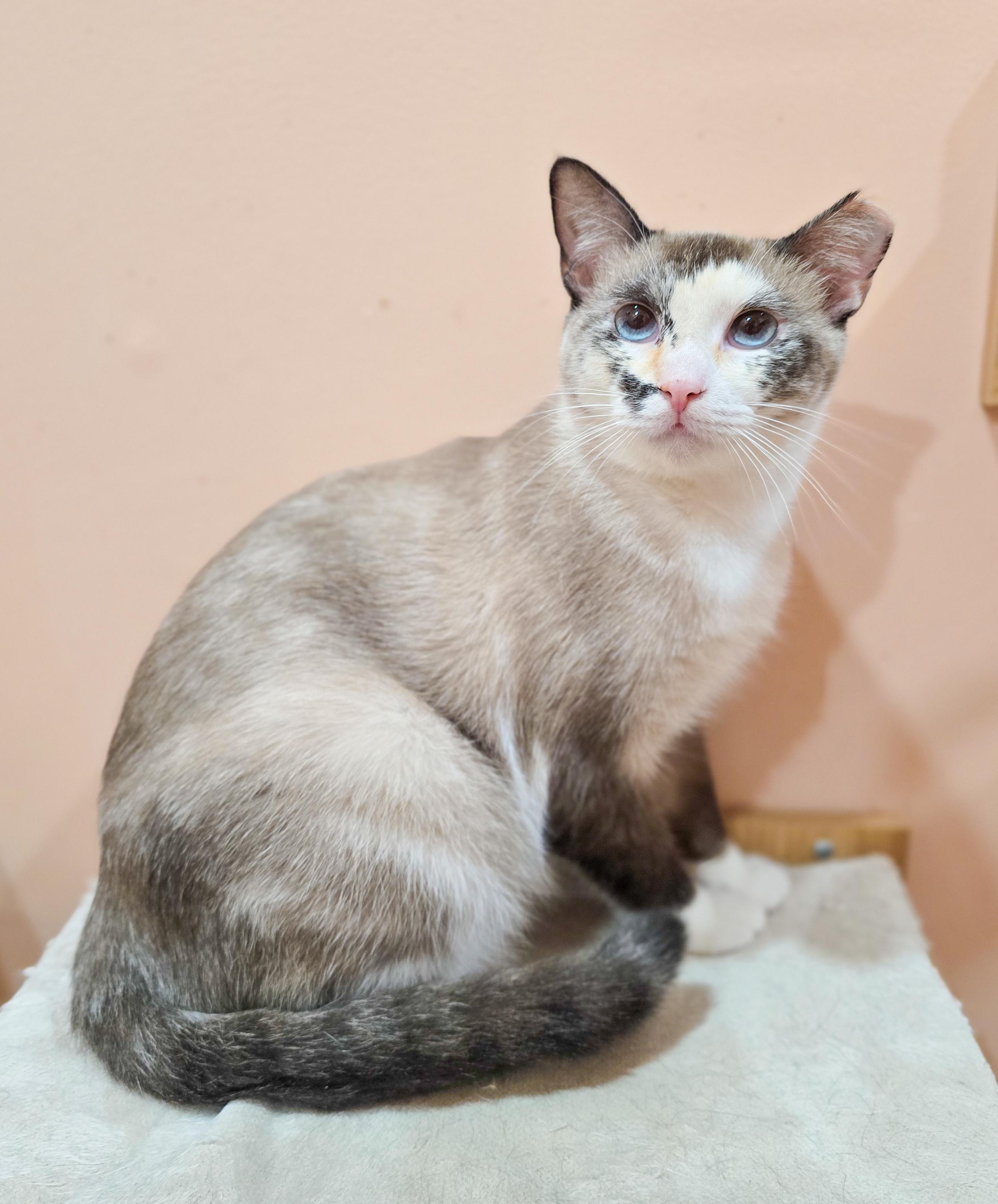 Meadow, a Adoptable mixed breed in Mullica Hill, NJ image 1/4