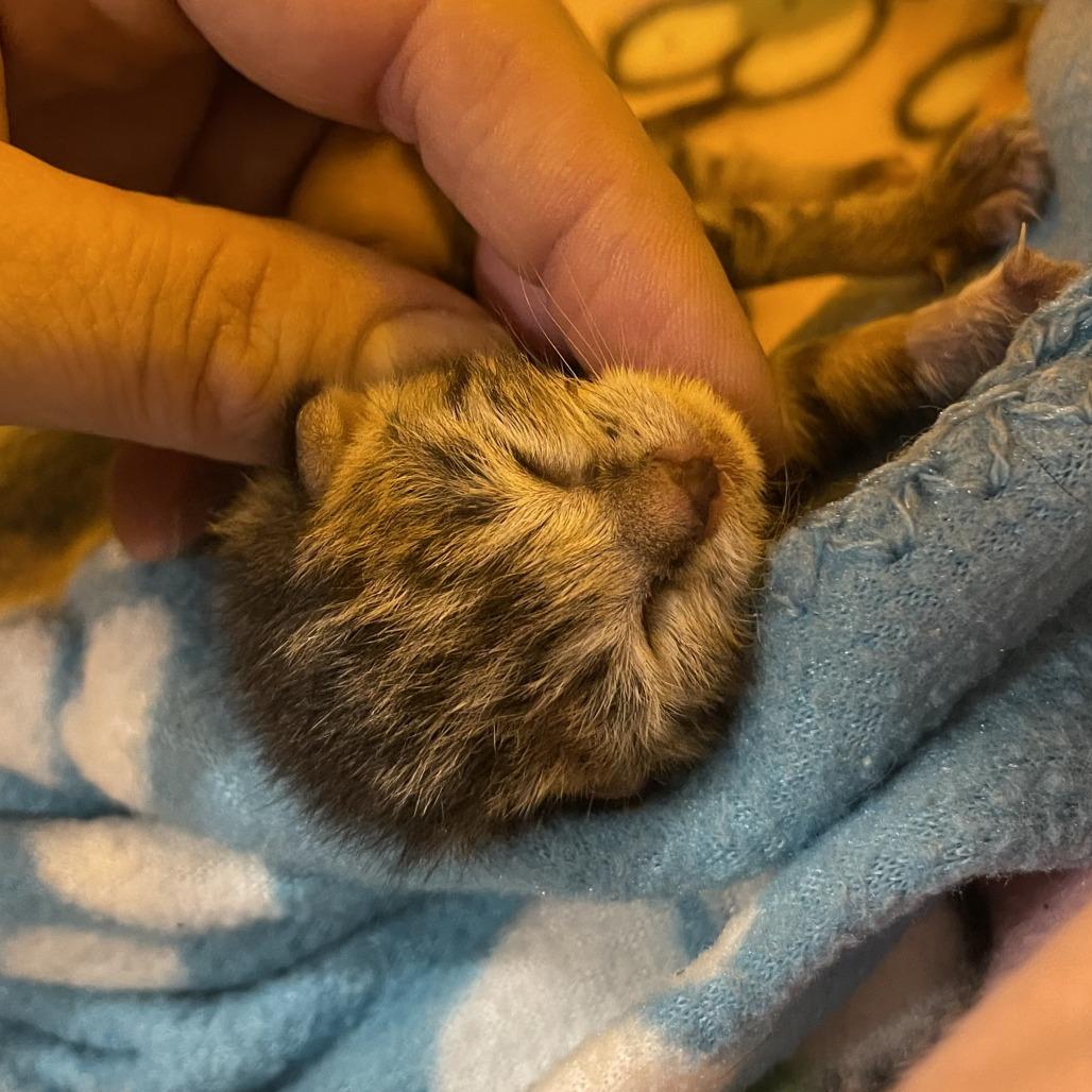Enlarge Georgiana, a Adoptable Domestic Short Hair in Los Angeles, CA image 1/6