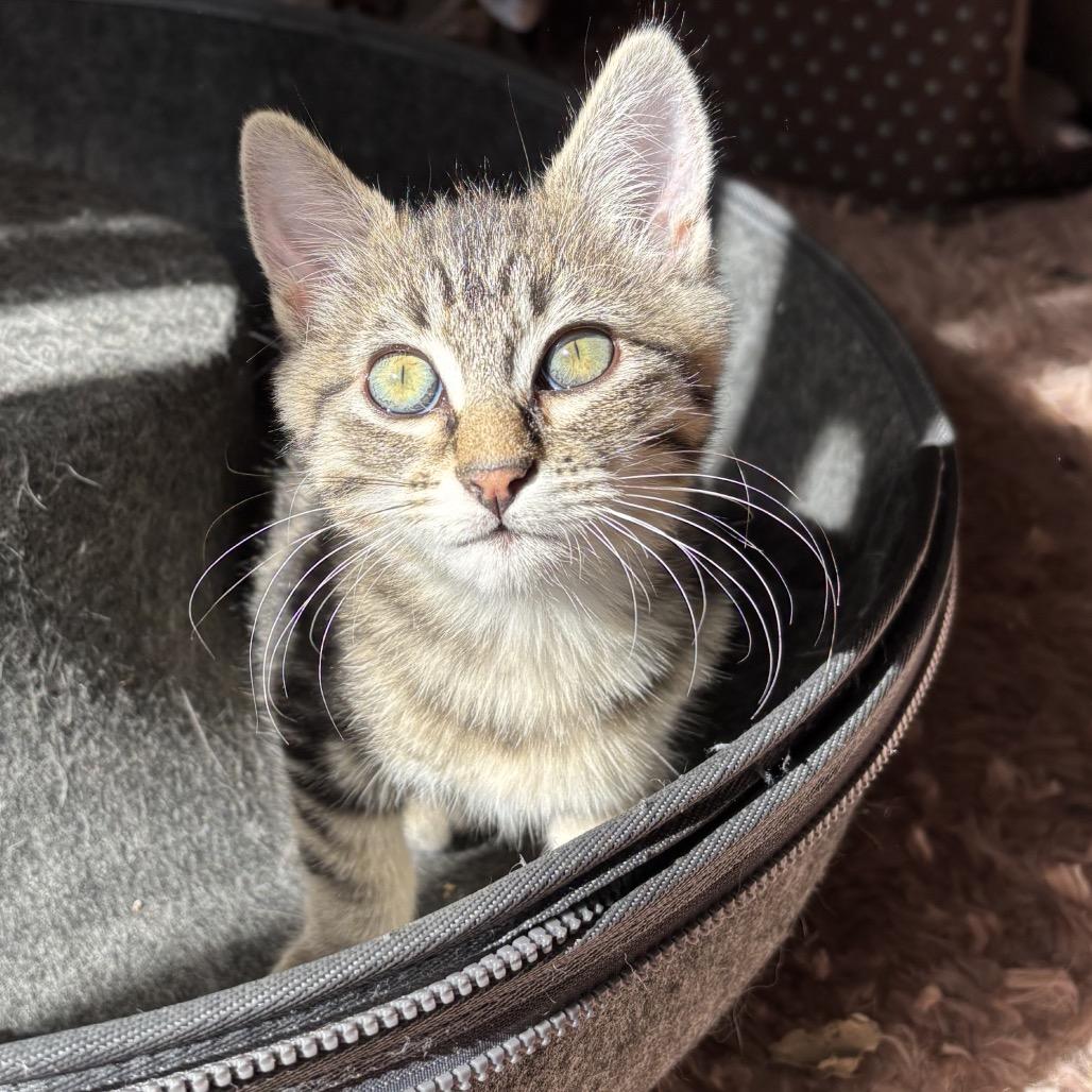 Enlarge Georgiana, a Adoptable Domestic Short Hair in Los Angeles, CA image 2/6