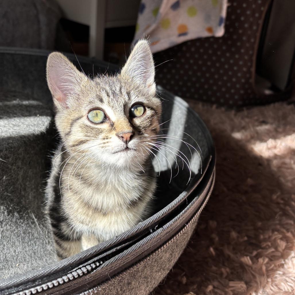 Enlarge Georgiana, a Adoptable Domestic Short Hair in Los Angeles, CA image 3/6