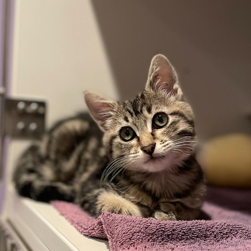 Enlarge Georgiana, a Adoptable Domestic Short Hair in Los Angeles, CA image 4/6