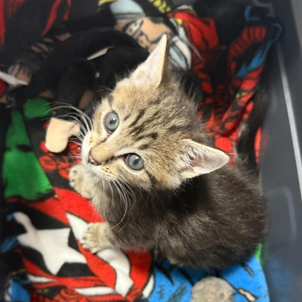 Enlarge Georgiana, a Adoptable Domestic Short Hair in Los Angeles, CA image 6/6