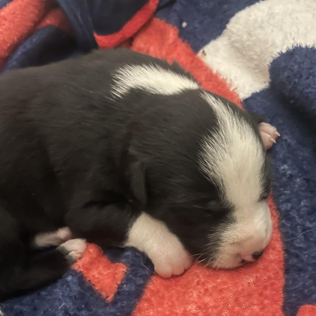 Jinx, Adoptable, Puppy Male Collie.