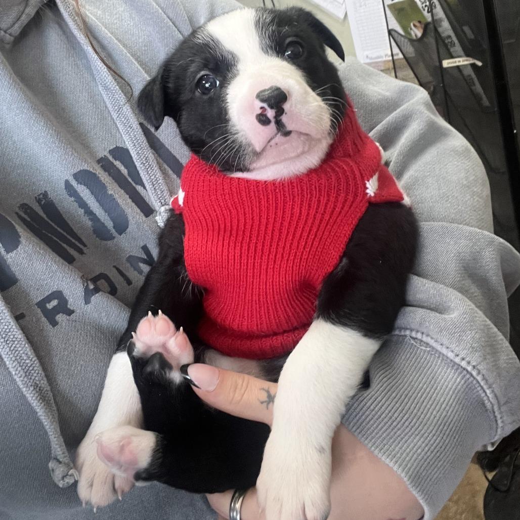 Enlarge Jinx, a Adoptable mixed breed in Wadena, MN image 2/6