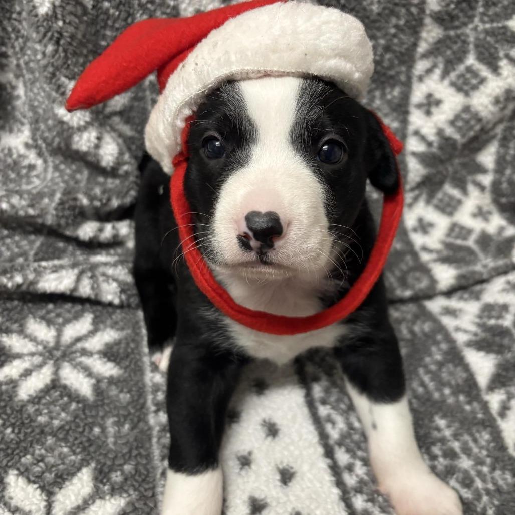 Enlarge Jinx, a Adoptable mixed breed in Wadena, MN image 4/6