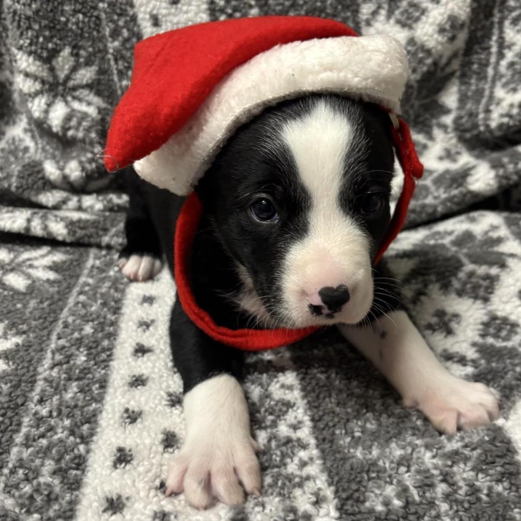 Enlarge Jinx, a Adoptable mixed breed in Wadena, MN image 5/6