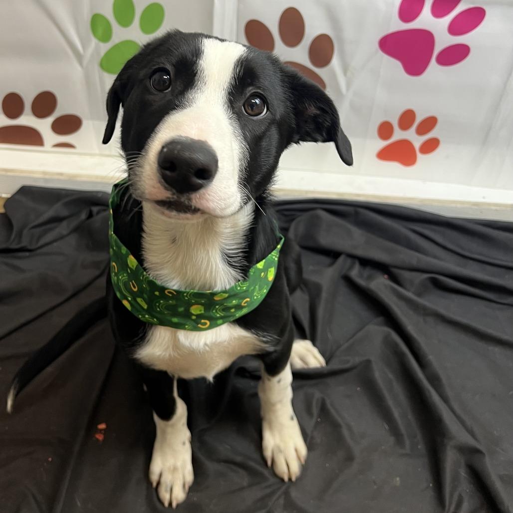 Enlarge Jinx, a Adoptable mixed breed in Wadena, MN image 6/6