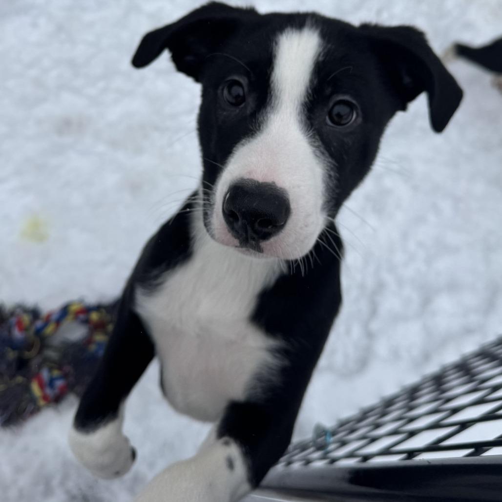 Enlarge Jinx, a Adoptable mixed breed in Wadena, MN image 6/6