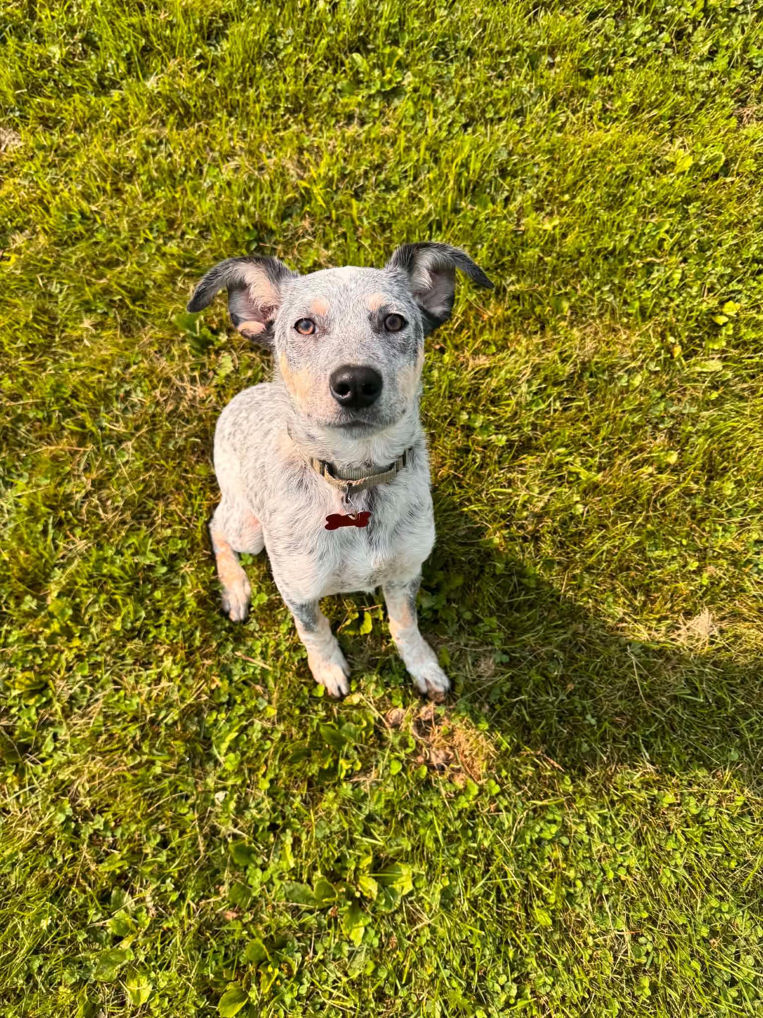 Enlarge Tater, a Adopted mixed breed in Des Moines, IA image 4/4