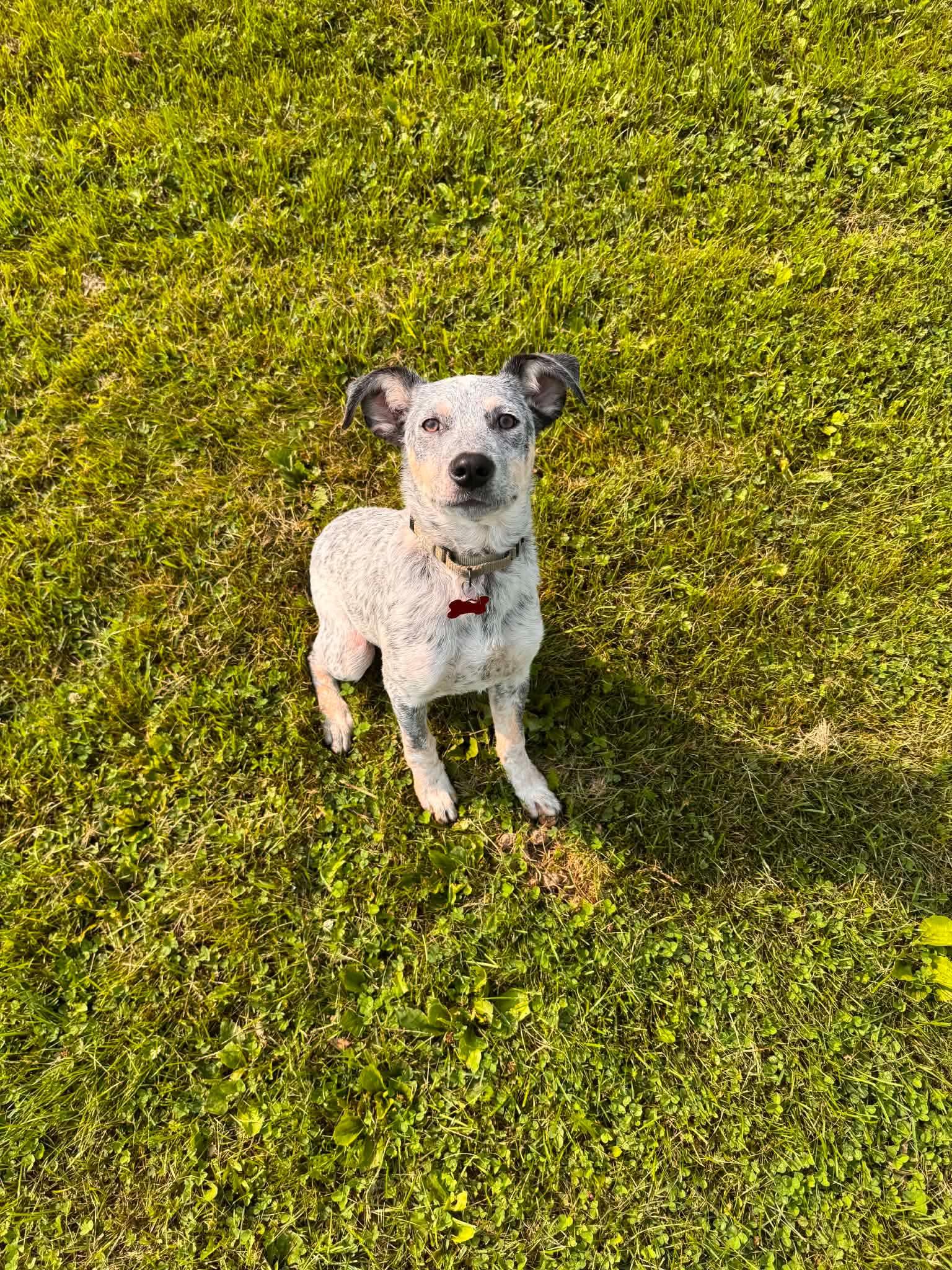 Enlarge Tater, a Adopted mixed breed in Des Moines, IA image 2/4