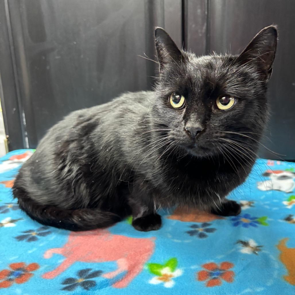 Echo — thumbnail 2