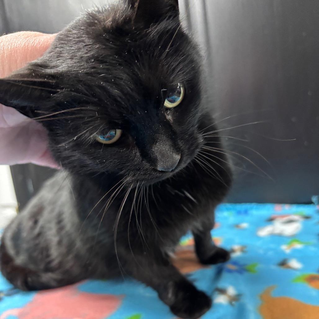 Echo — thumbnail 3