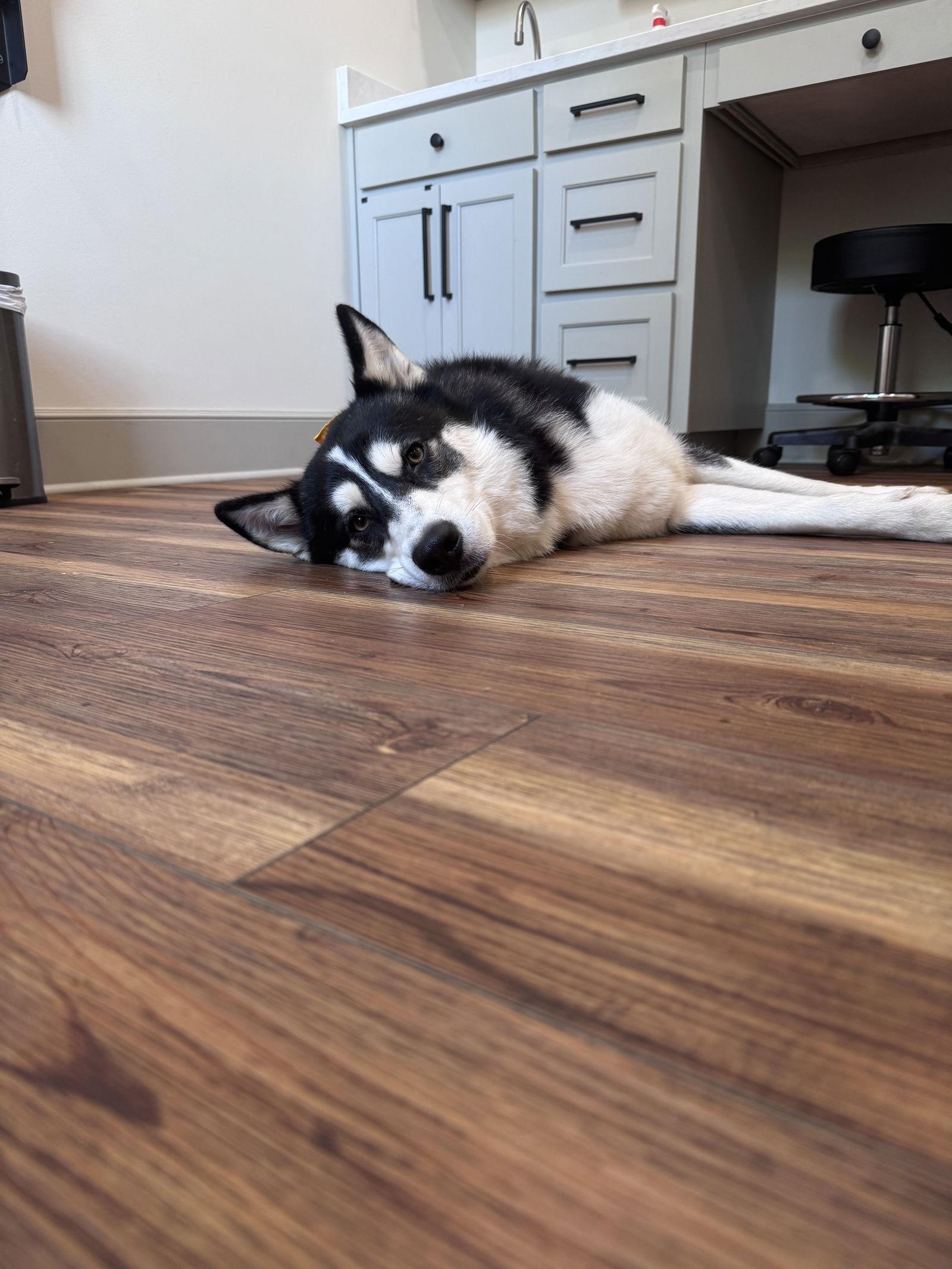 Enlarge Markus, a Adoptable Siberian Husky in Cumming, GA image 2/3