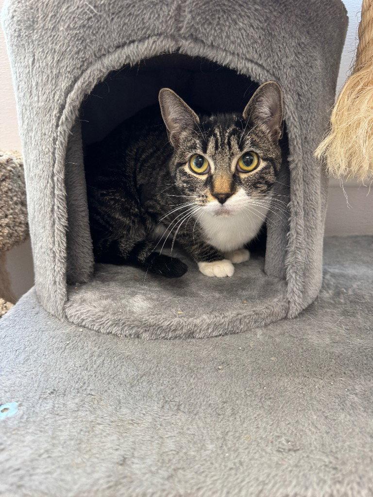 Honey, Adoptable, Young Female Tabby.