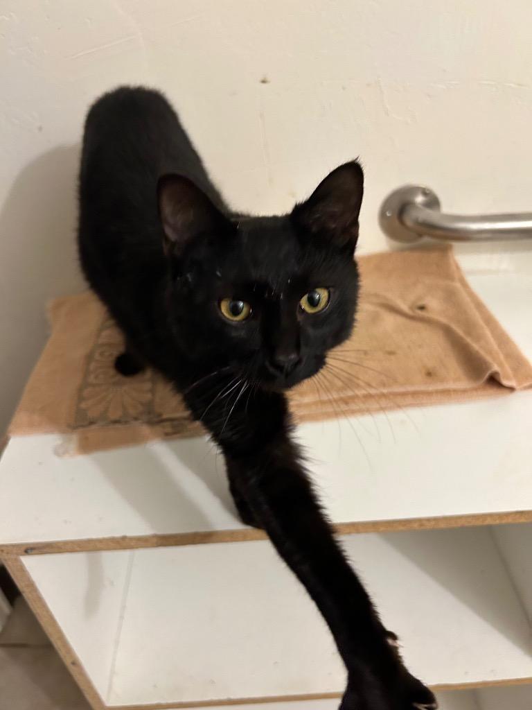 Enlarge Elvis, a Adoptable Manx in Grand Junction, CO image 1/1