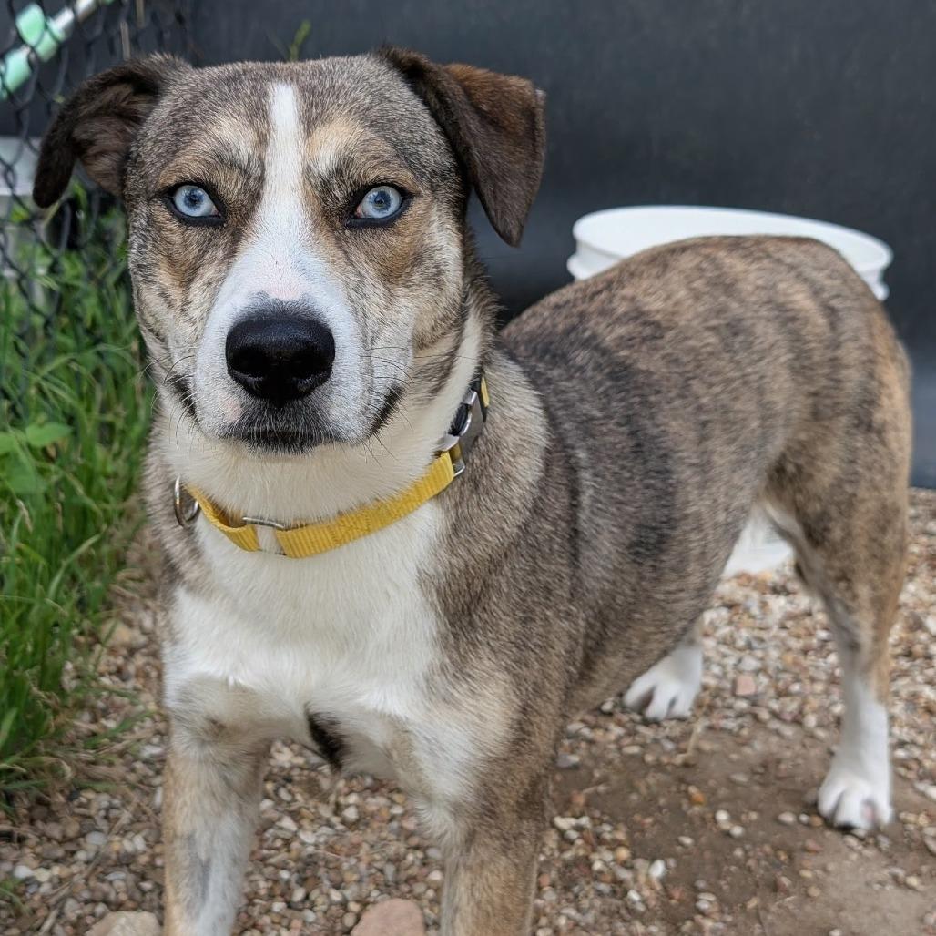 Lucyloo, Adoptable, Young Female Catahoula Leopard Dog & Australian Shepherd.