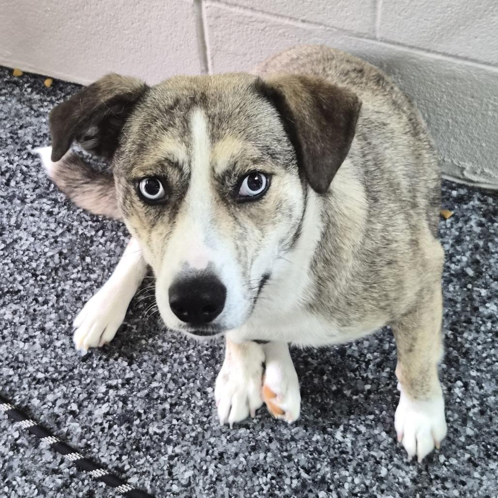 Lucyloo, a Adoptable mixed breed in Buchanan Dam, TX image 2/4