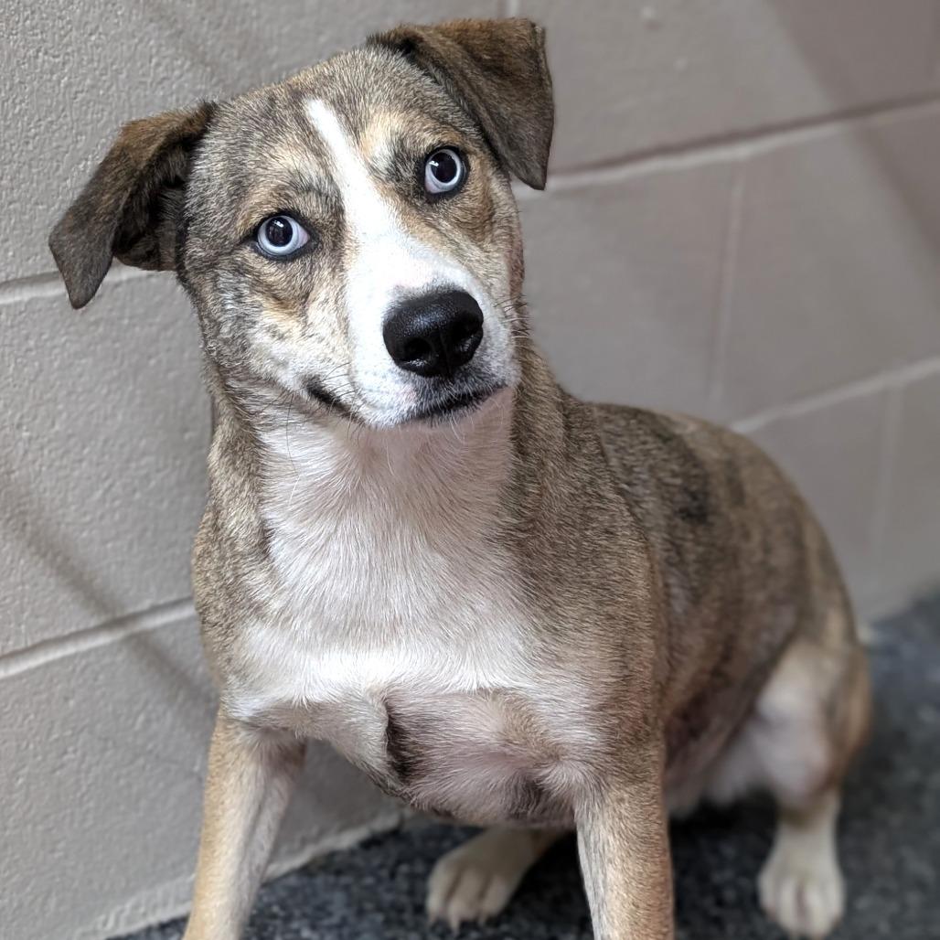 Lucyloo, a Adoptable mixed breed in Buchanan Dam, TX image 3/4