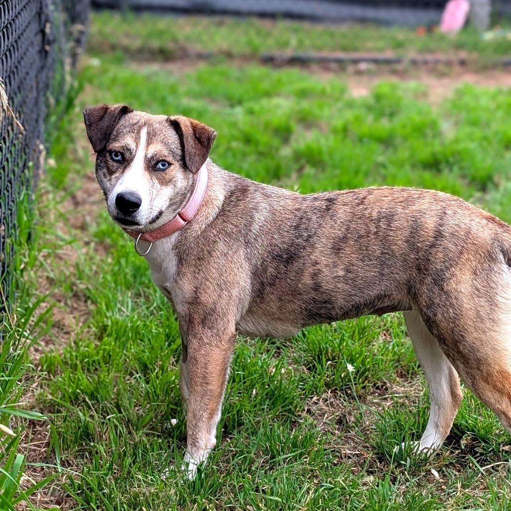 Lucyloo, a Adoptable mixed breed in Buchanan Dam, TX image 4/4