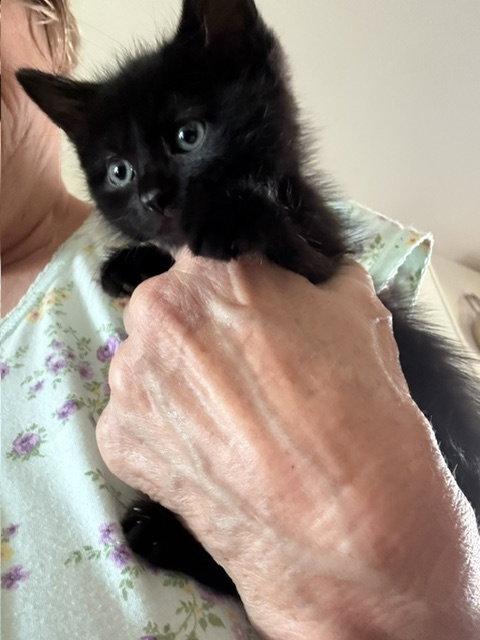 Enlarge Dominoe, a Adopted Domestic Short Hair in Aurora, CO image 1/3