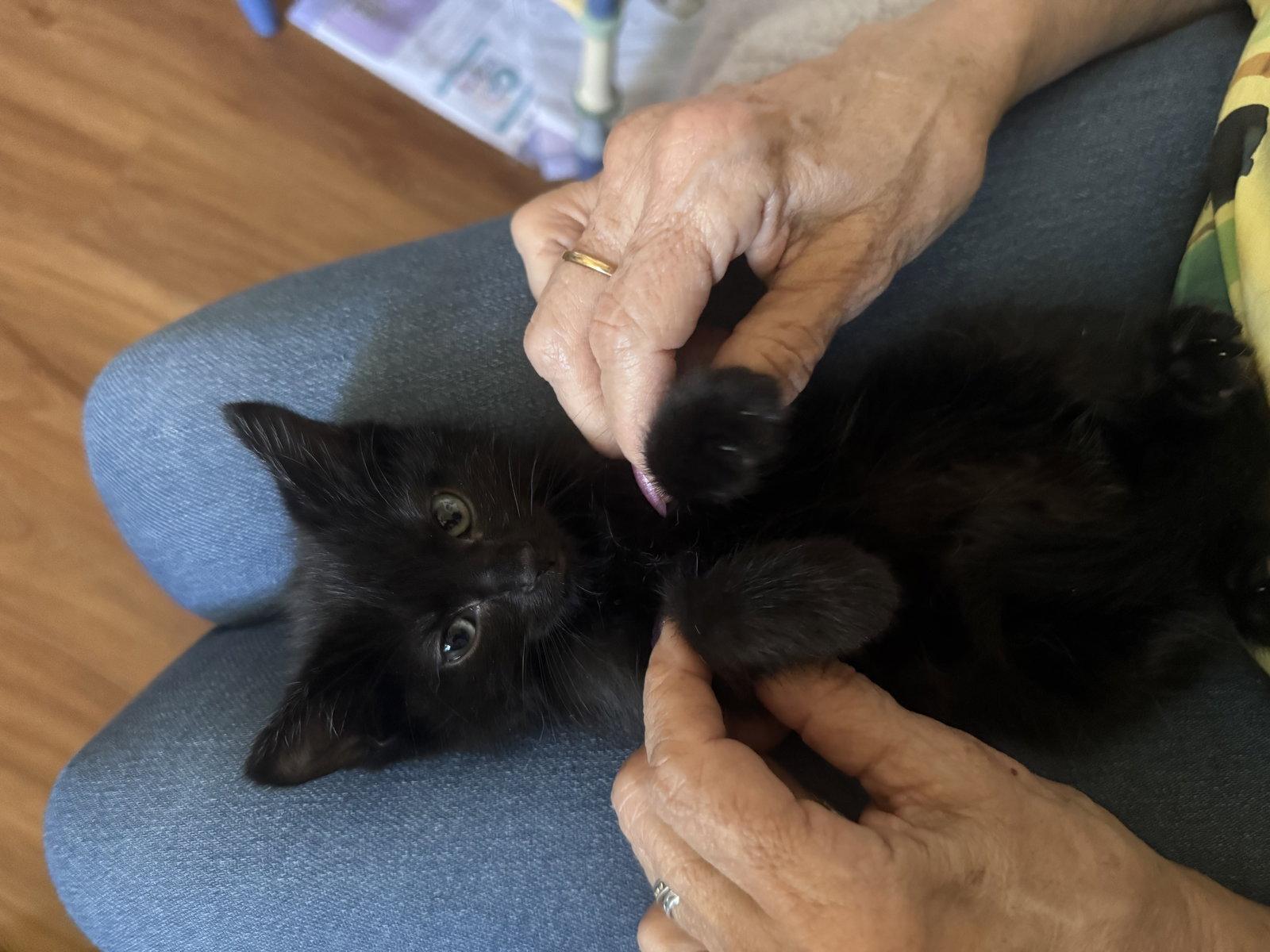 Enlarge Dominoe, a Adopted Domestic Short Hair in Aurora, CO image 2/3