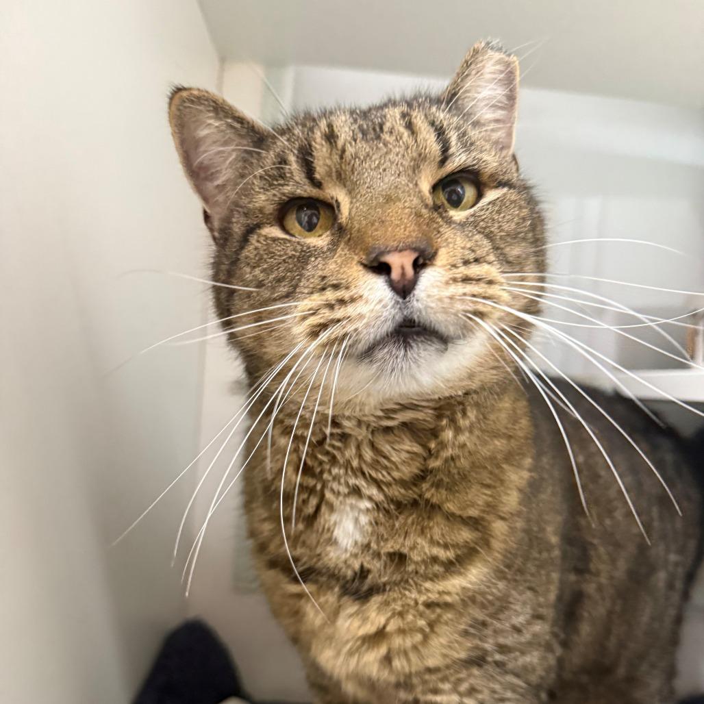 Enlarge Tiger/ T-gray, a Adoptable Domestic Short Hair in Branford, CT image 1/1