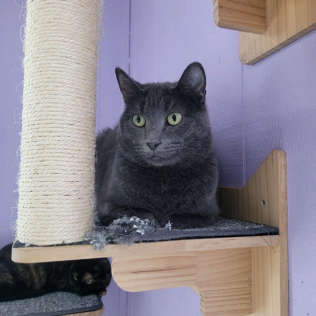 Enlarge Superstar Mars 6103, a Adoptable mixed breed in Lansing, MI image 1/6