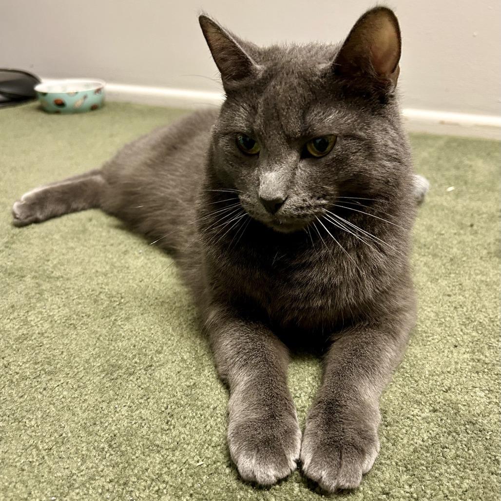 Superstar Mars 6103, a Adoptable mixed breed in Eaton Rapids, MI image 1/4