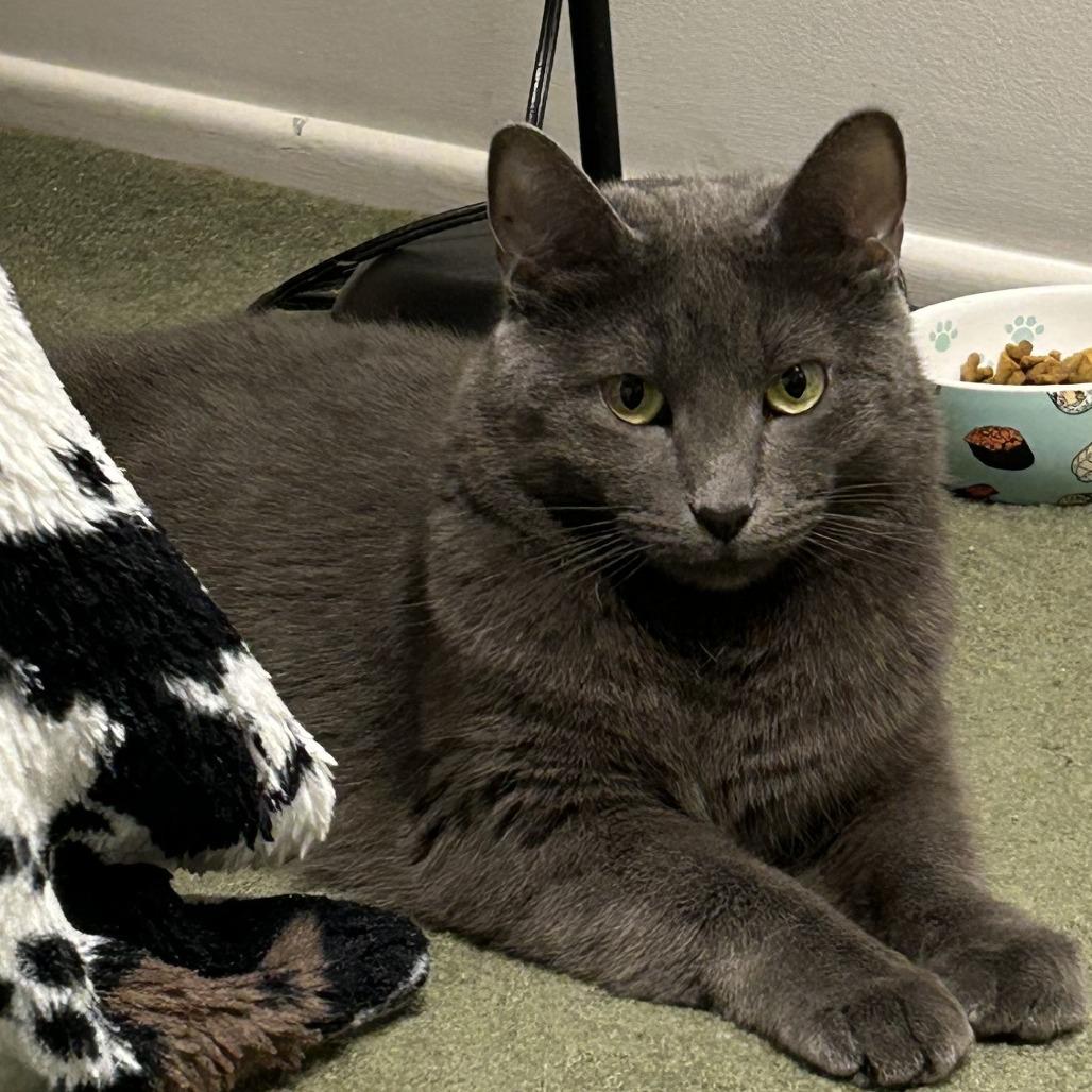 Superstar Mars 6103, a Adoptable mixed breed in Eaton Rapids, MI image 2/4