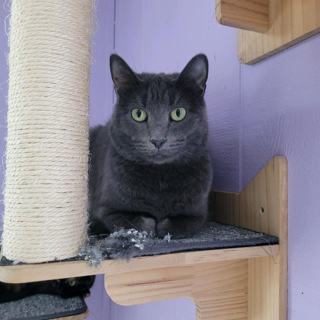 Enlarge Superstar Mars 6103, a Adoptable mixed breed in Lansing, MI image 3/6