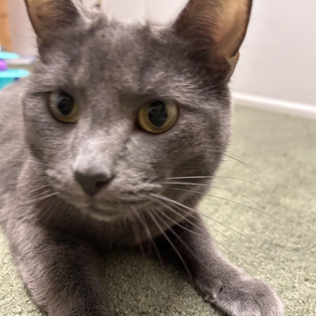 Superstar Mars 6103, a Adoptable mixed breed in Eaton Rapids, MI image 3/4