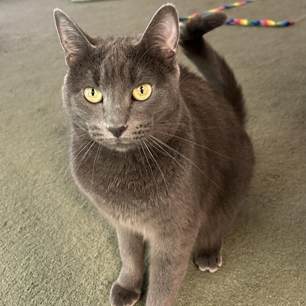 Superstar Mars 6103, a Adoptable mixed breed in Eaton Rapids, MI image 4/4