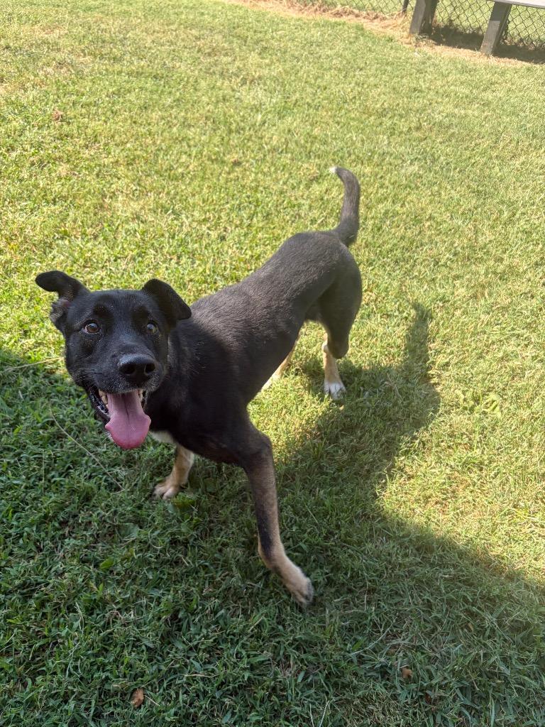 Deuce, Adoptable, Adult Male Shepherd & Mixed Breed.