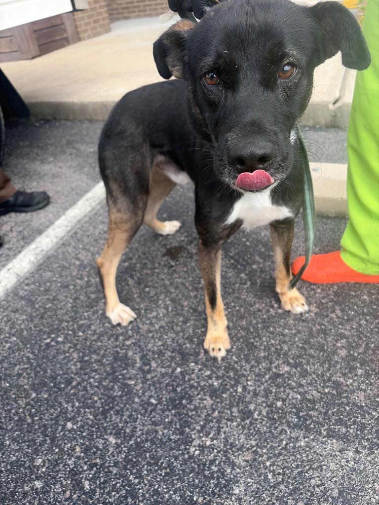Enlarge Deuce, a Adoptable mixed breed in Gallatin, TN image 2/2
