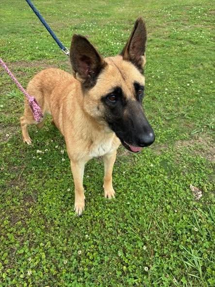 Urgent foster needed for Reba, Adoptable, Adult Female German Shepherd Dog.