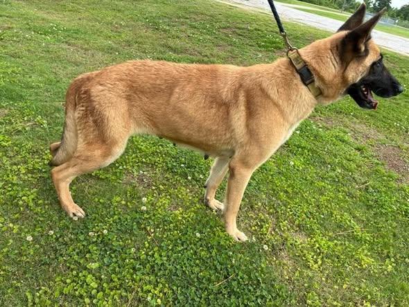 Enlarge Urgent foster needed for Reba, a Adoptable German Shepherd Dog in Palm Harbor, FL image 2/3