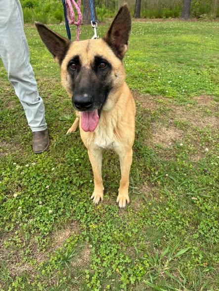 Enlarge Urgent foster needed for Reba, a Adoptable German Shepherd Dog in Palm Harbor, FL image 3/3
