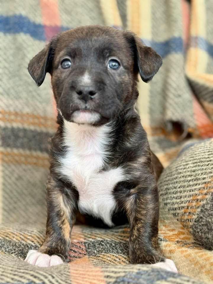 Rain , Adoptable, Puppy Male Mixed Breed.