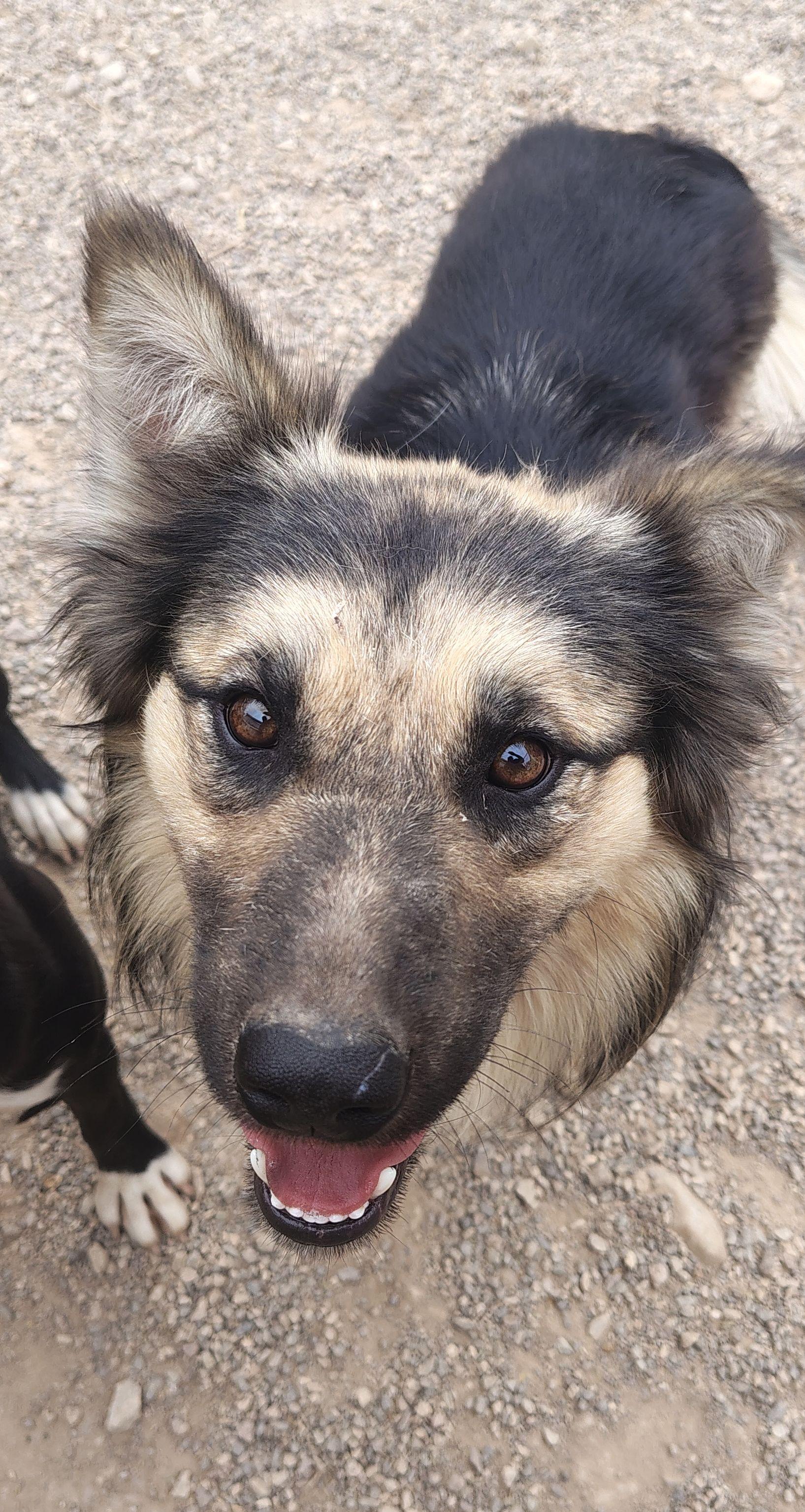 Amigo, ADOPTABLE, Adult Male German Shepherd Dog.