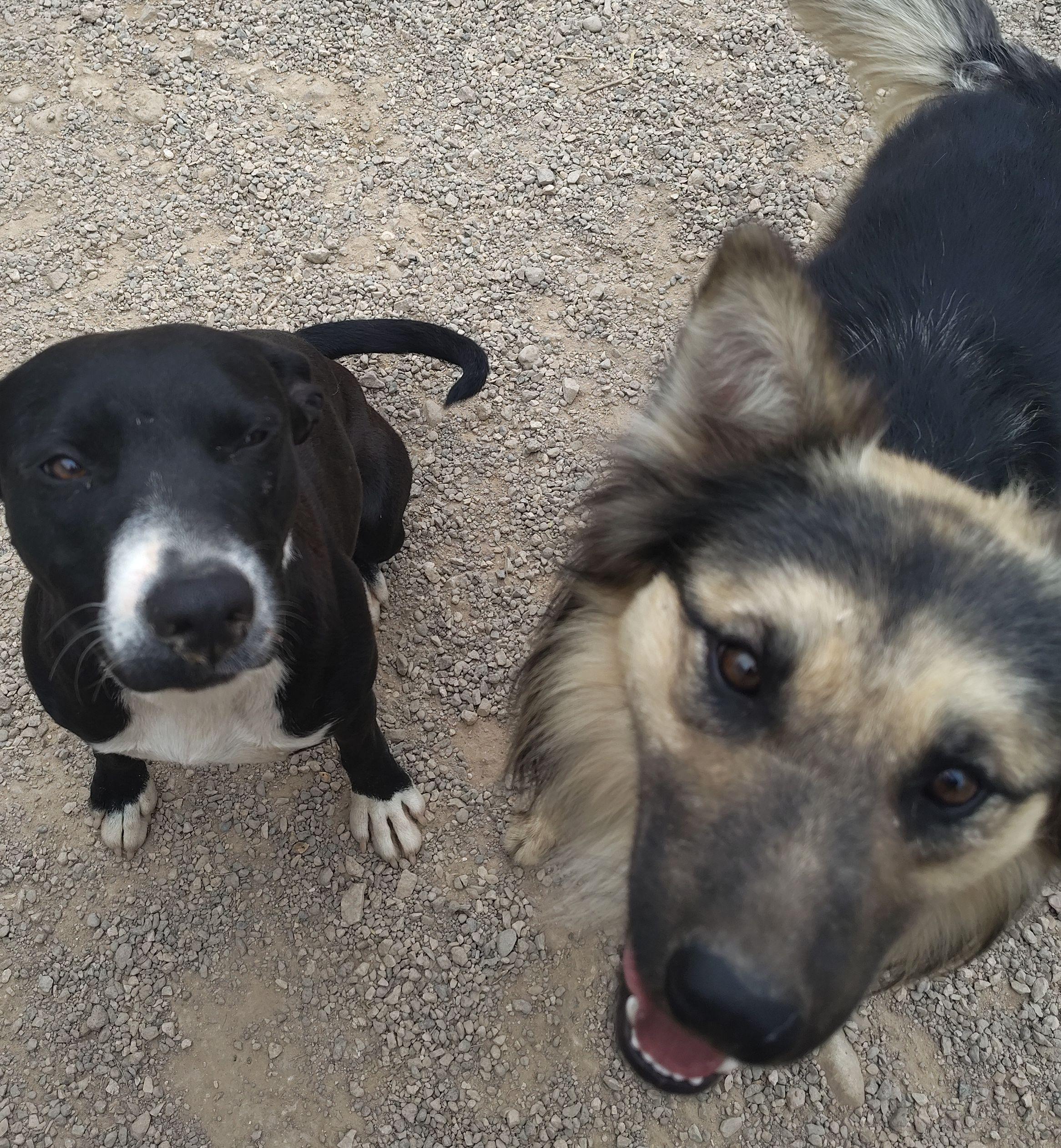 Enlarge Amigo, a ADOPTABLE mixed breed in Parker, AZ image 2/2